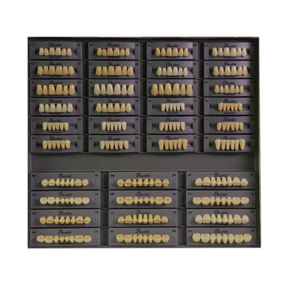 Huge Dental Bluebell Acrylic Denture Teeth A2 (Set of 28) — Teethment catalog guide